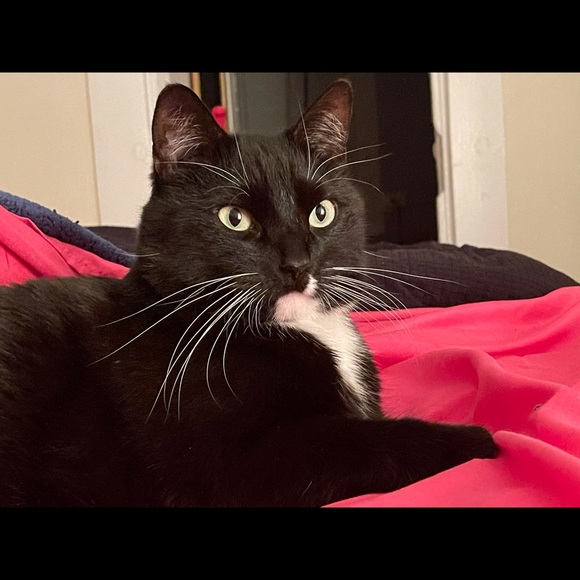 Meet your Posher, Pam - Picture 1 of 1